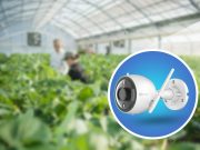 Menjaga Tanaman Hidroponik dengan Kamera Pintar EZVIZ C3N Mengawasi Tanaman Hidroponik dengan EZVIZ C3N