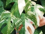 Percantik Foto Produk dengan Fitur Makro dan Bokeh OPPO A16 foto produk ponsel