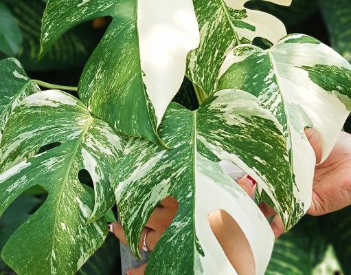 Percantik Foto Produk dengan Fitur Makro dan Bokeh OPPO A16 foto produk ponsel