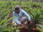 Erajaya Peduli Bangsa Kembangkan Program Agroforestry Erajaya Peduli Bangsa