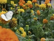 Cara Memaksimalkan Visual Storytelling Pakai AI di Galaxy Z Flip6 Visual Storytelling Galaxy Z Flip6