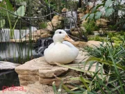 OPPO Ungkap Hasil Foto Kamera Kelas Flagship Find X8 Series kamera OPPO Find X8 Series