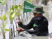 Telkomsel Jaga Bumi Tanam 10.600 Mangrove Hasil Donasi Poin Pelanggan telkomsel jaga bumi mangrove poin pelanggan