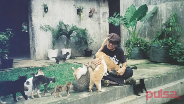 kucing minum